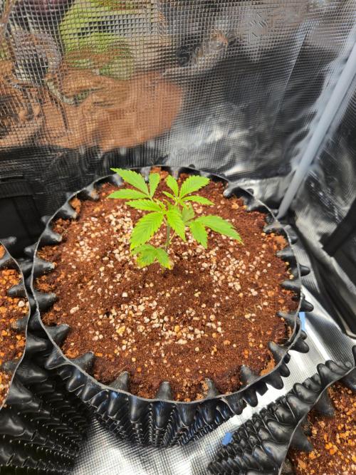 Peyote cookies. Week 2
