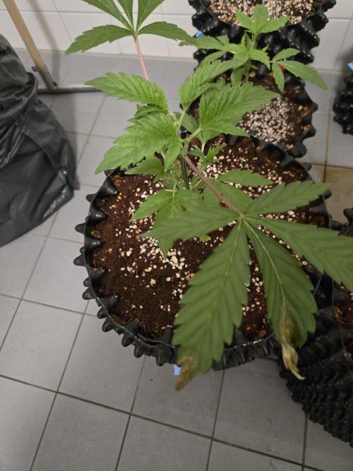 Peyote cookies. Week 3