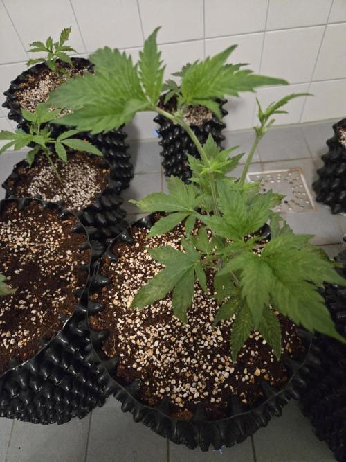 Peyote cookies. Week 3