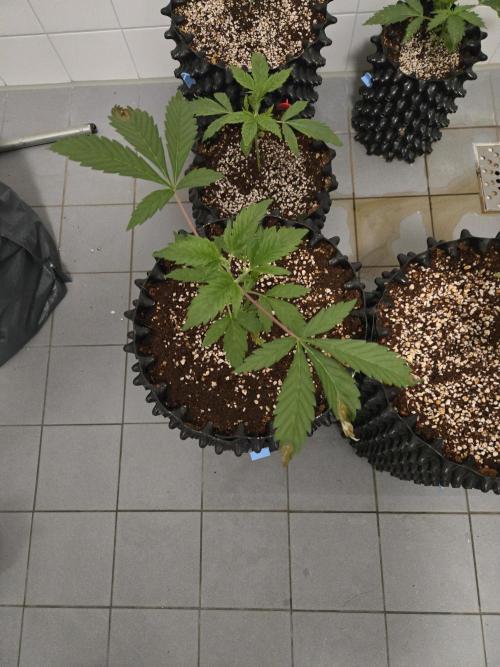 Peyote cookies. Week 3