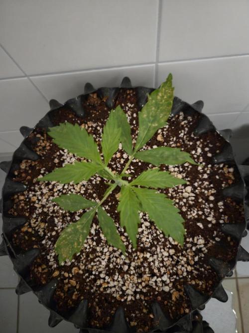 Afghan skunk. Week 2
