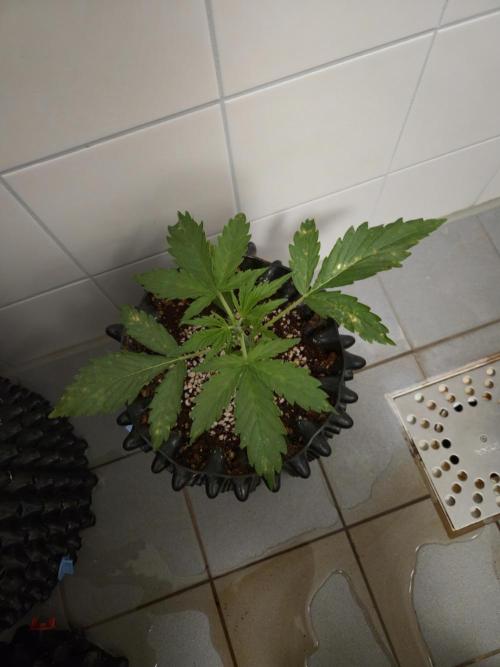 Afghan skunk. Week 2