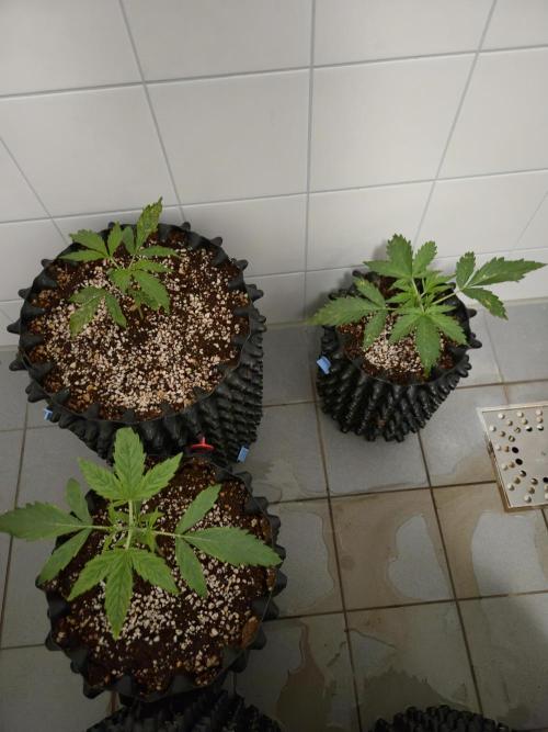 Afghan skunk. Week 2