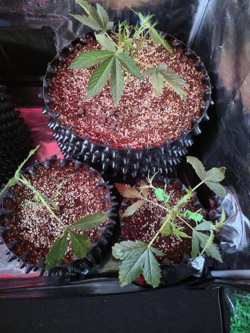 Afghan skunk. Week 3