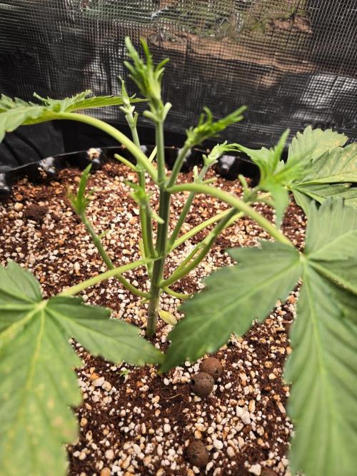 Afghan skunk. Week 3