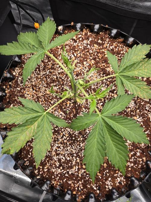 Afghan skunk. Week 3