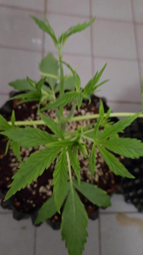 Afghan skunk