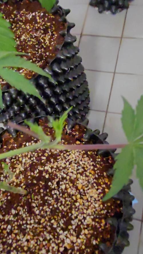 Peyote cookies