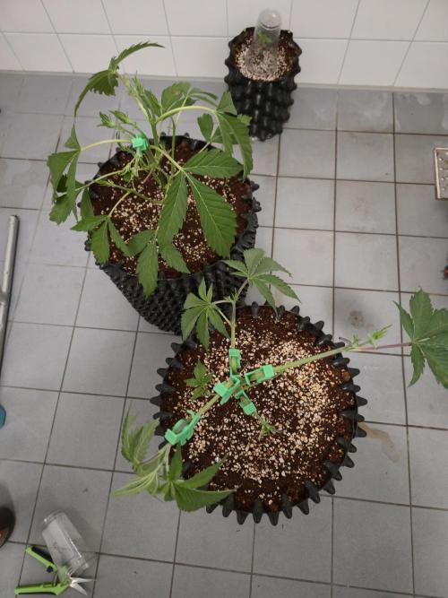 Peyote cookies. Week 4