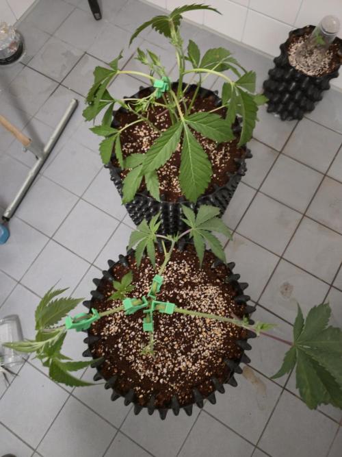 Peyote Cookies. Week 4