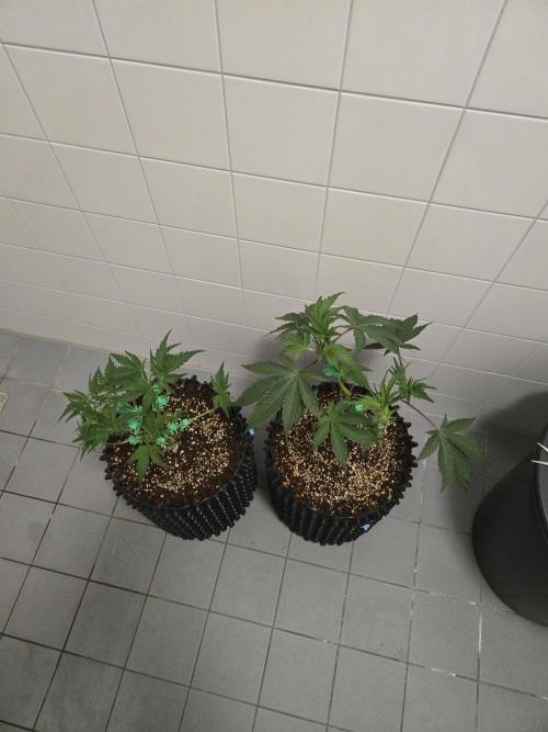 Peyote cookies. Week 5