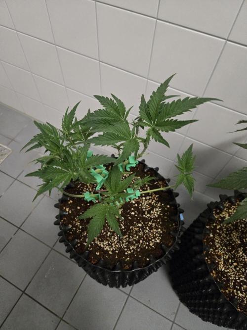 Peyote cookies. Week 5