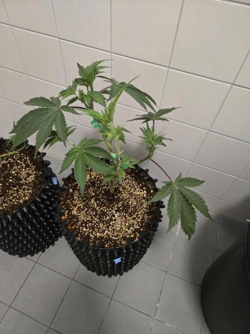 Peyote Cookies. Week 5