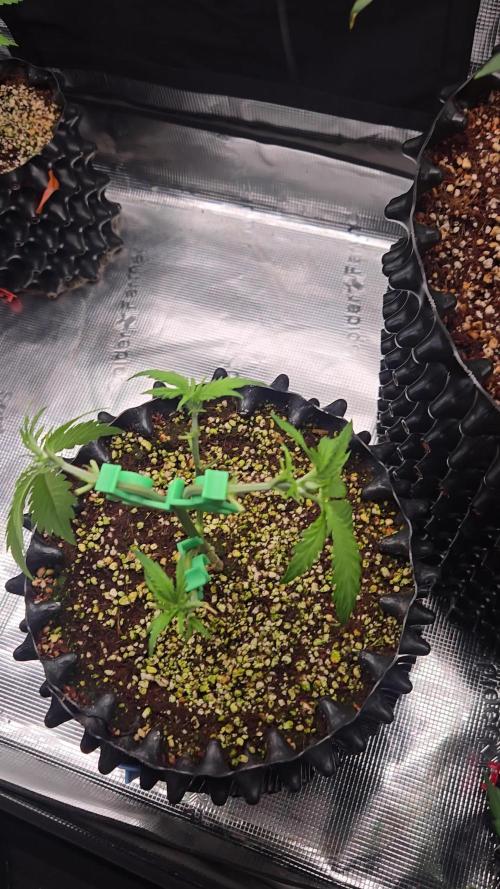 Afghan skunk