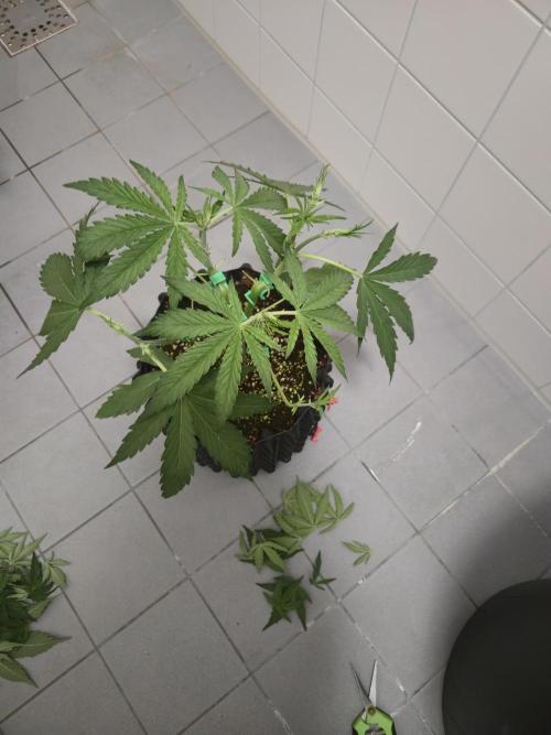 Afghan skunk. Week 4