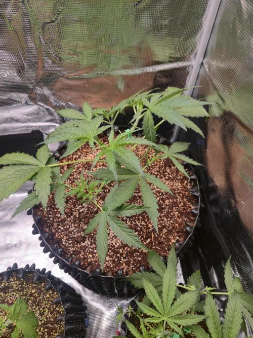 Afghan skunk. Week 4