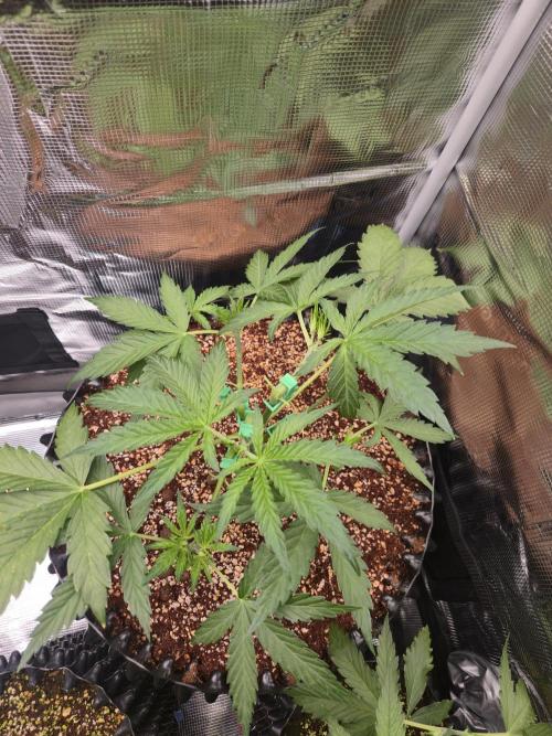 Afghan skunk. Week 4