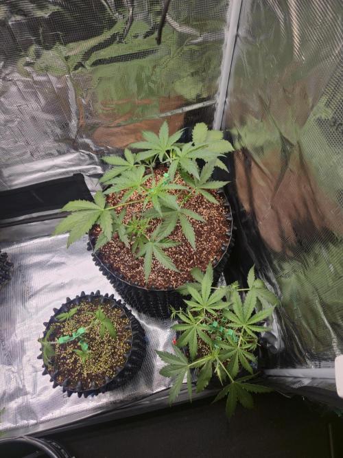 Afghan skunk. Week 4