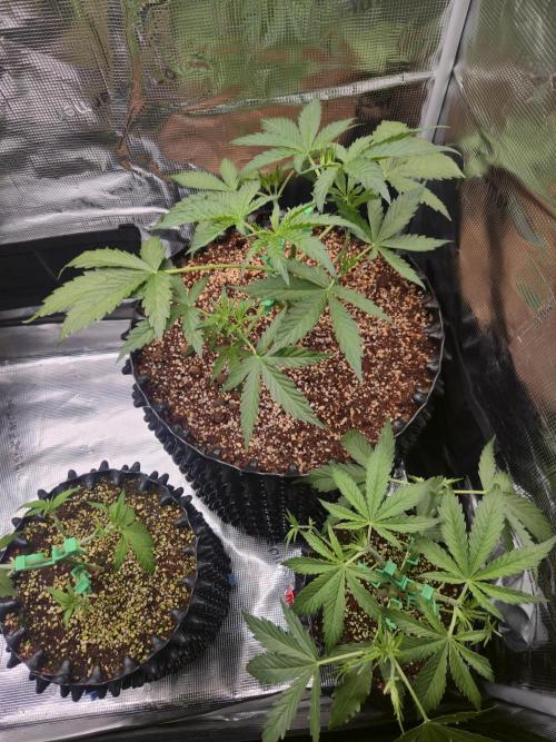 Afghan Skunk. Week 4