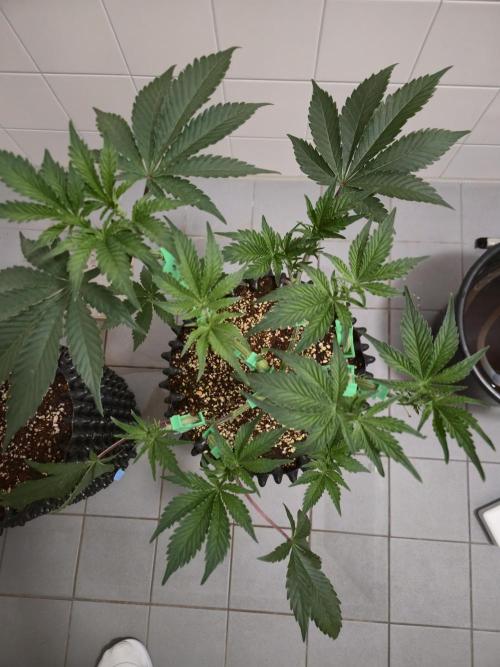 Peyote cookies. Week 6