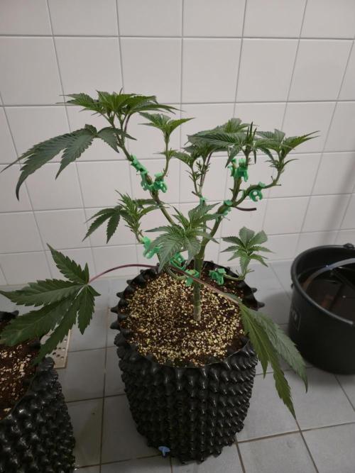 Peyote cookies. Week 6