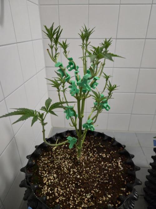 Peyote cookies. Week 6
