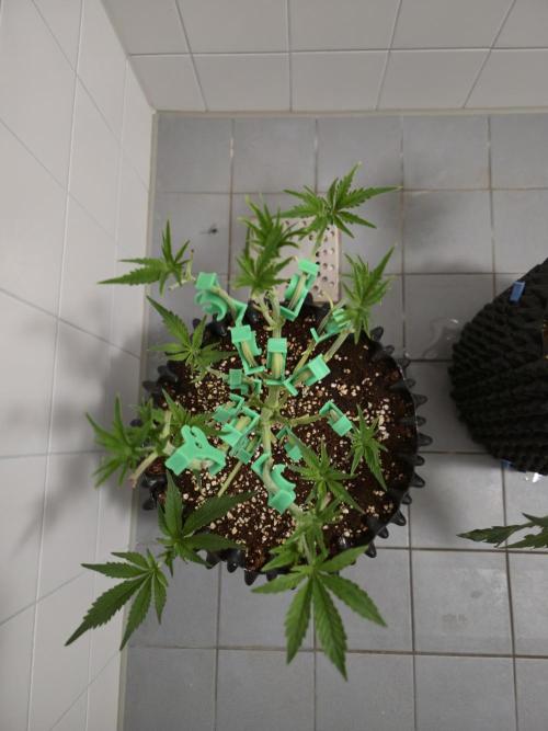 Peyote cookies. Week 6
