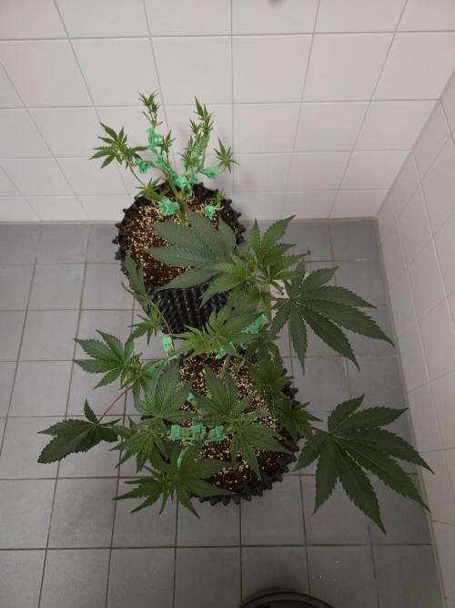 Peyote Cookies. Week 6