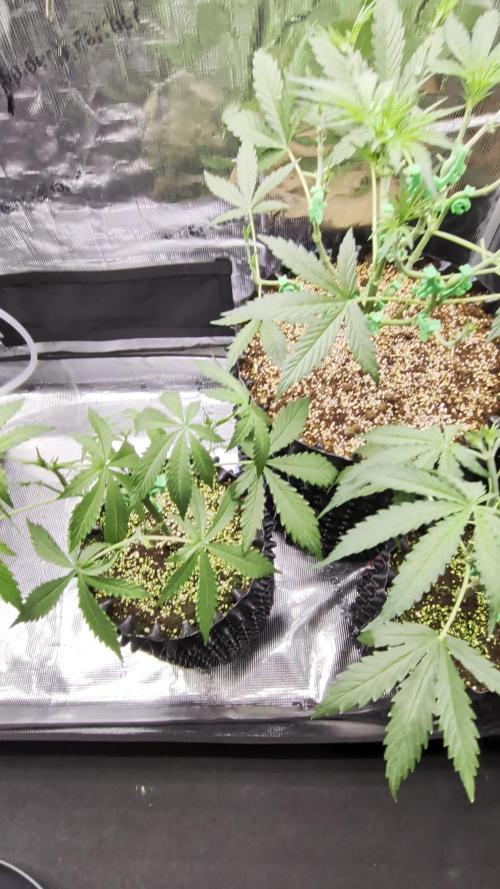 Afghan skunk