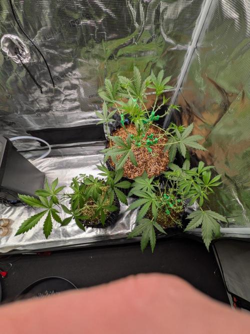 Afghan skunk. Week 5