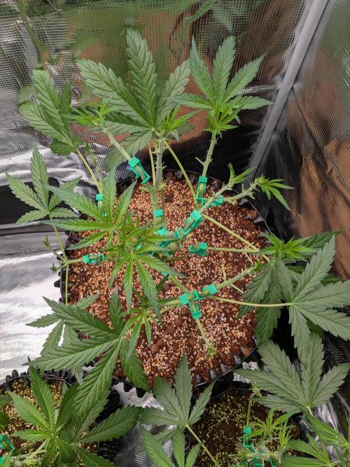 Afghan skunk. Week 5