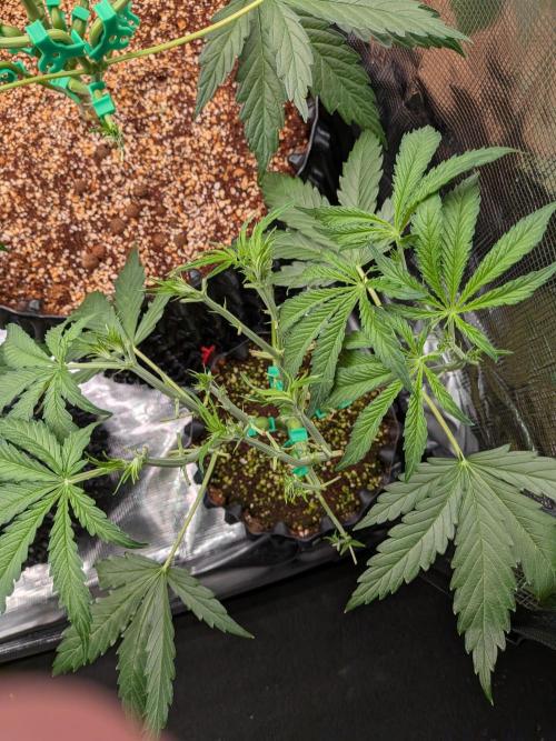 Afghan skunk. Week 5