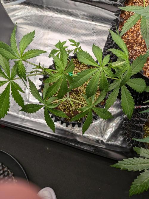 Afghan skunk. Week 5