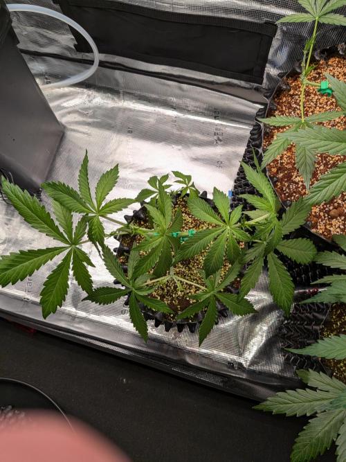 Afghan Skunk. Week 5