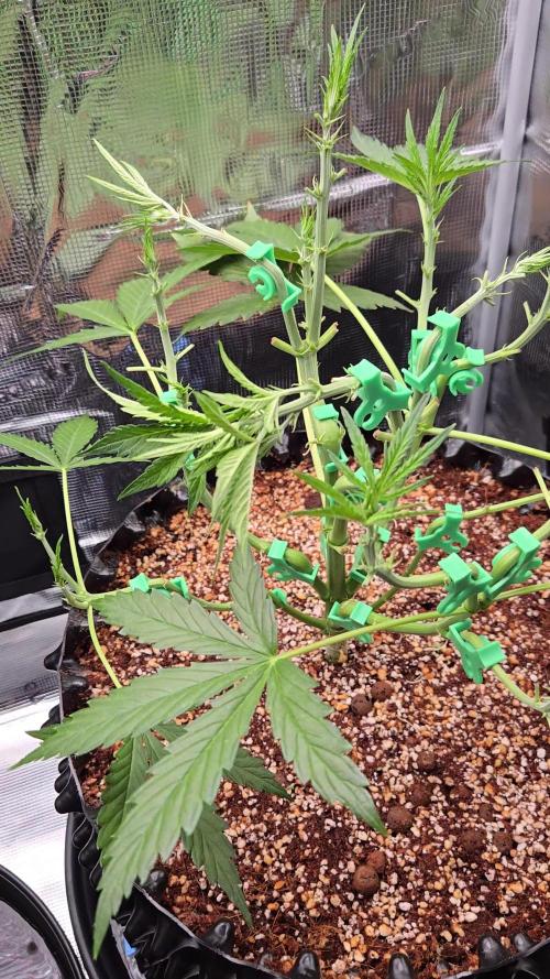 Afghan skunk