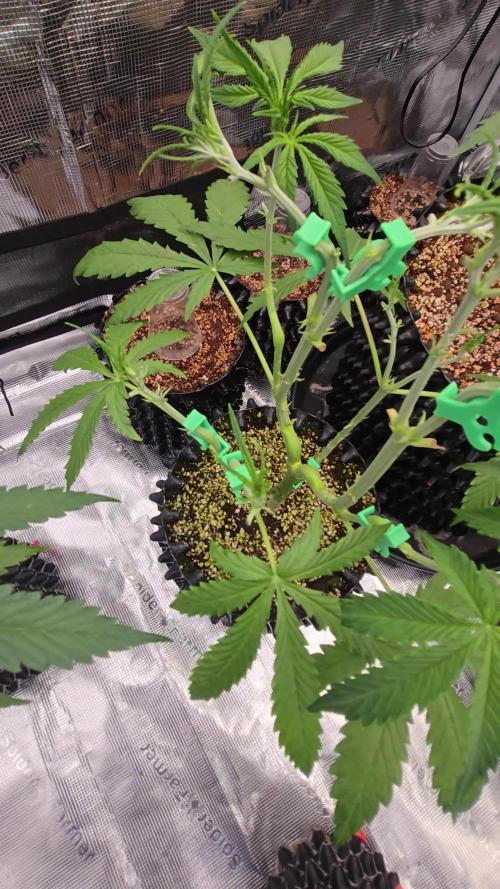 Afghan skunk