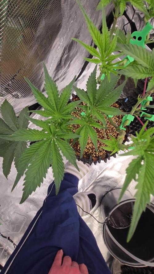 Peyote cookies
