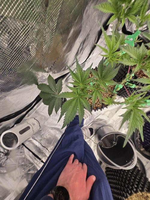 Peyote Cookies. Week 7