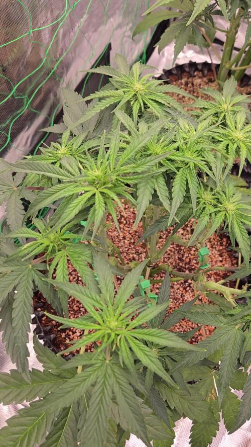 Afghan skunk