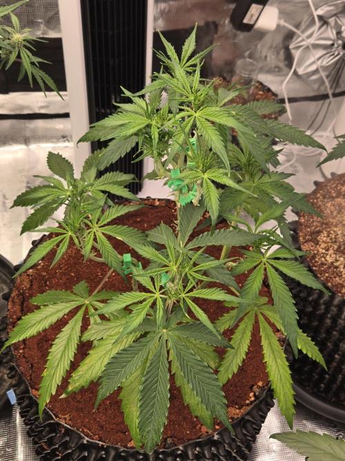 Afghan skunk. Week 7