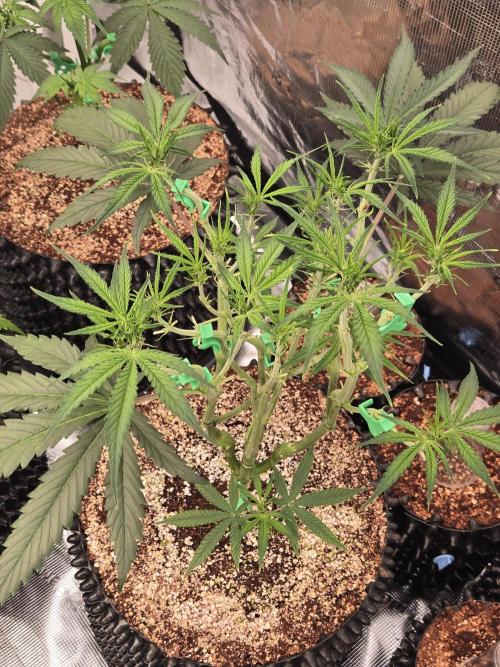 Afghan skunk. Week 7