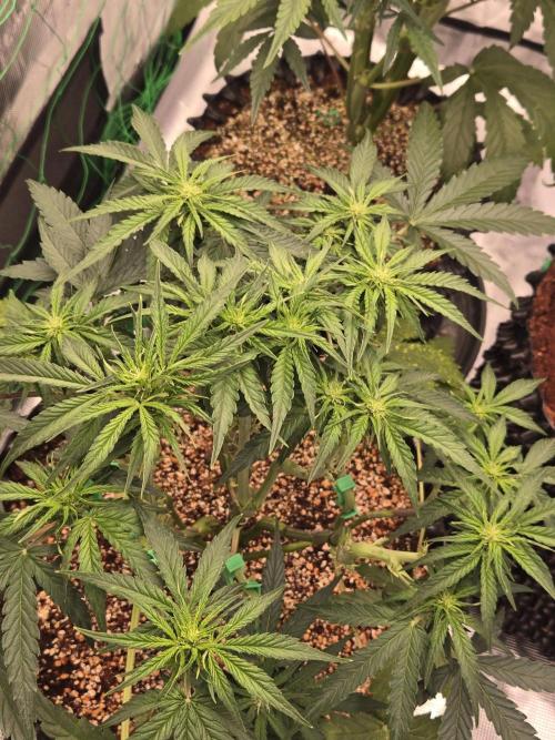 Afghan skunk. Week 7