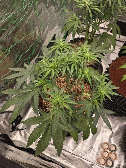 Afghan skunk. Week 7