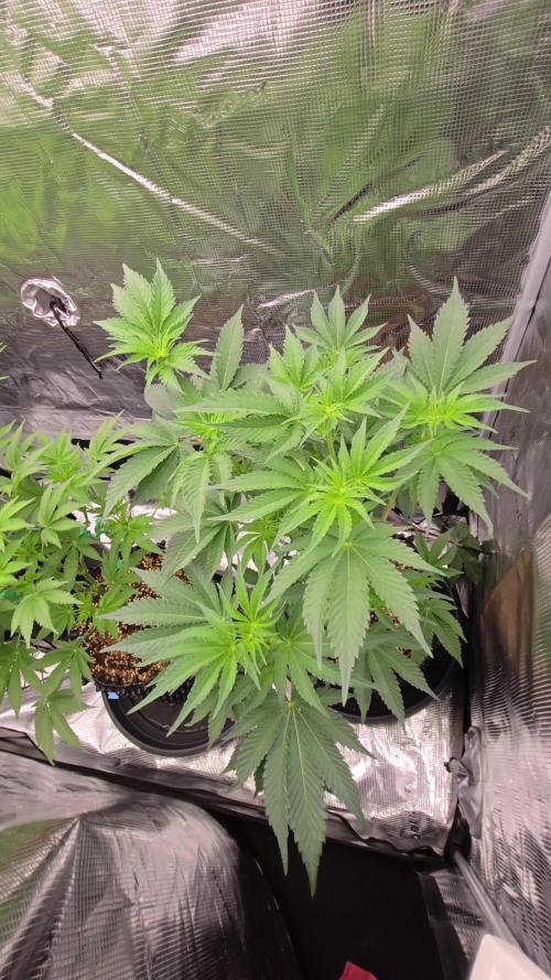 Peyote cookies