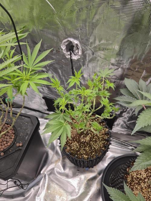 Peyote cookies. Week 8