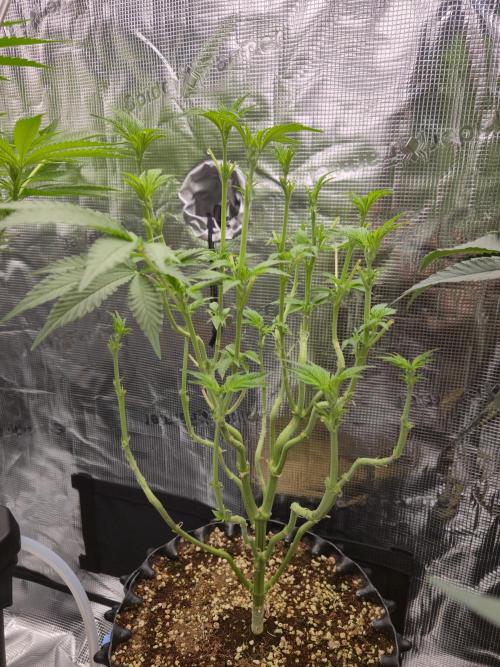 Peyote cookies. Week 8