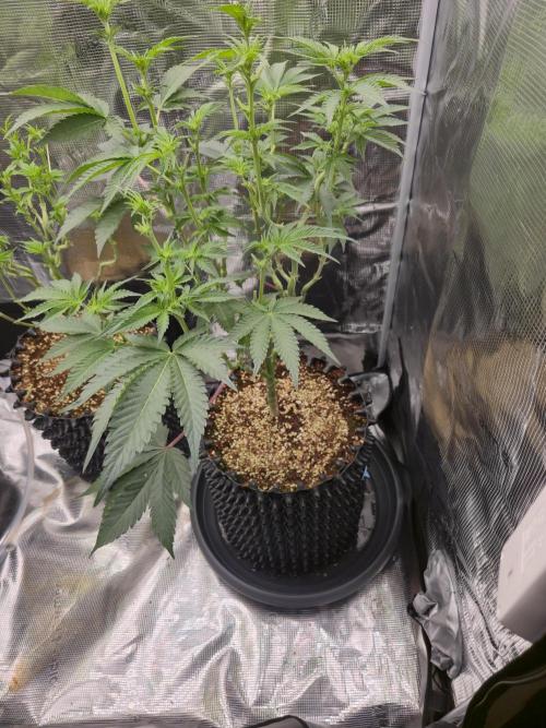Peyote cookies. Week 8