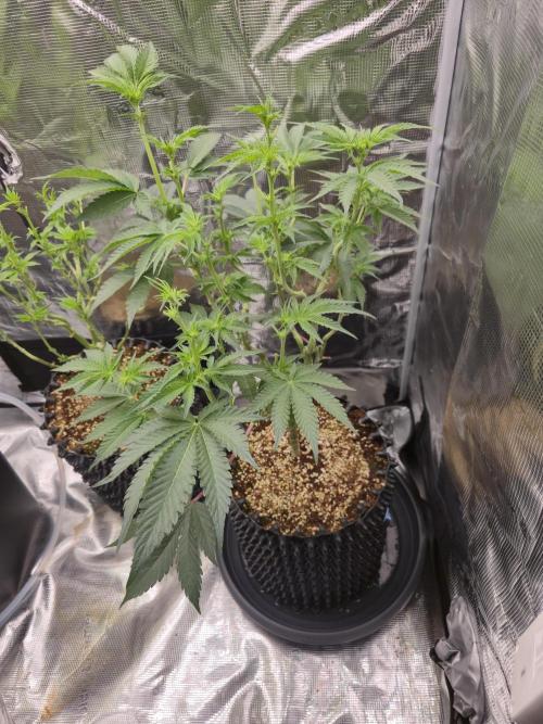 Peyote Cookies. Week 8