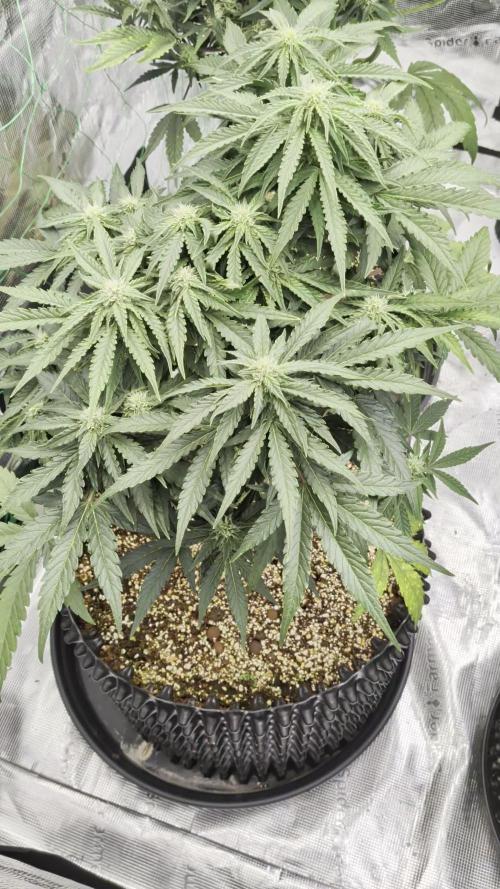 Afghan skunk