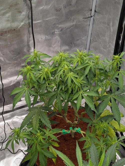 Afghan Skunk. Week 8